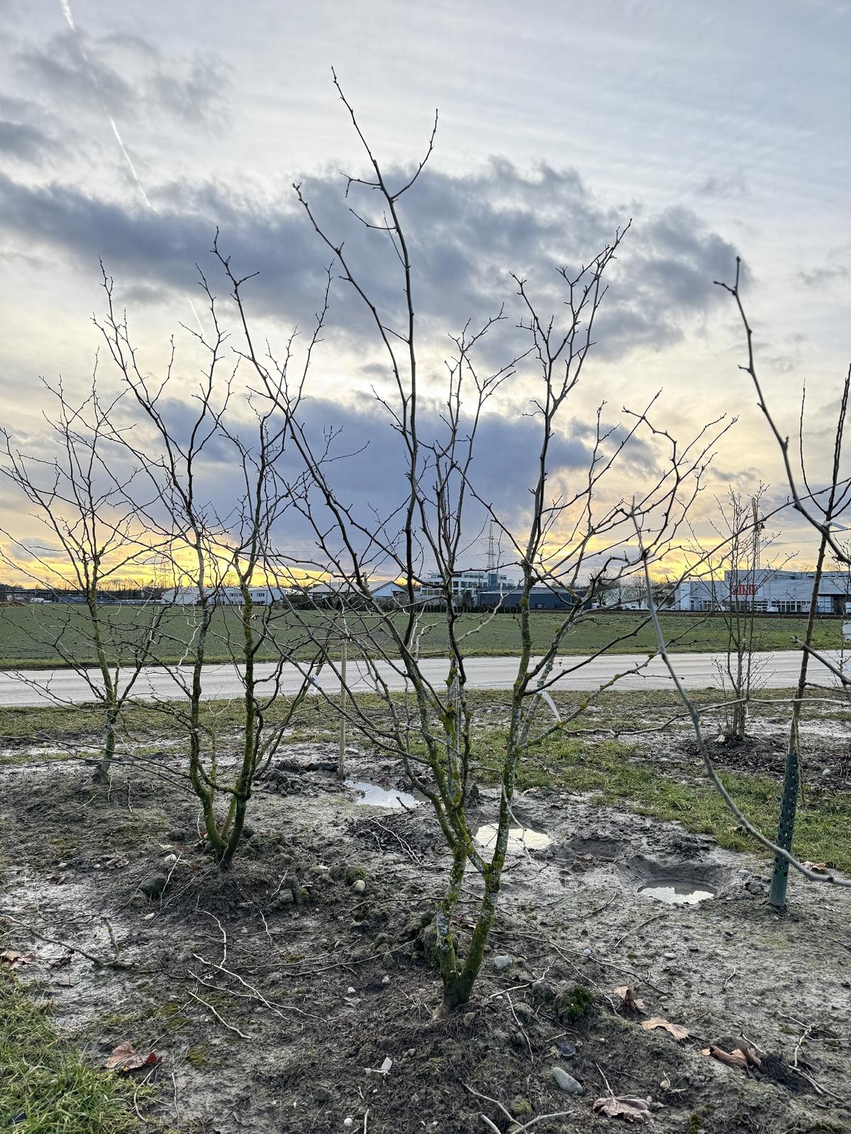 Gleditsia triacanthos 'Sunburst'