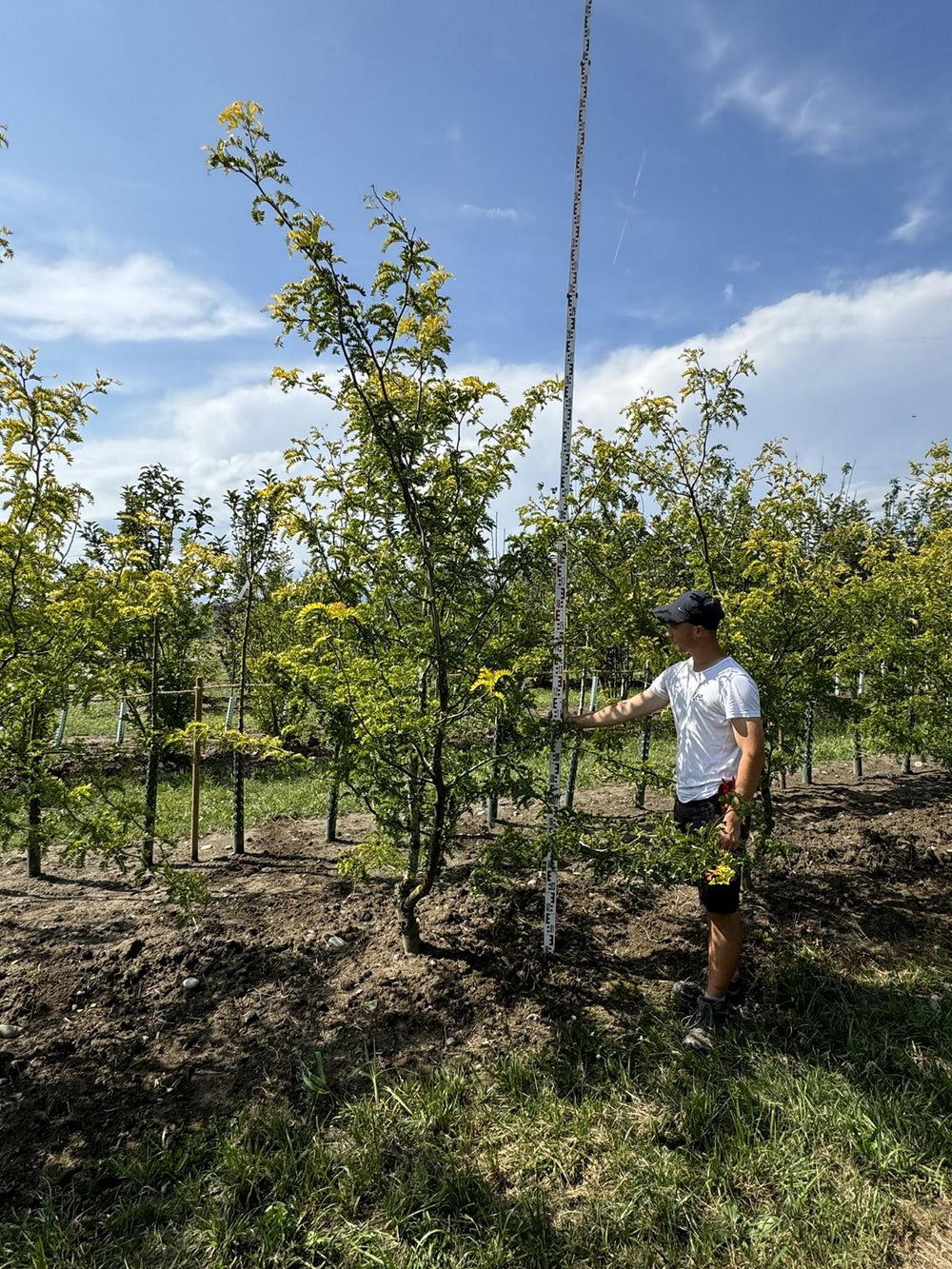 Gleditsia triacanthos 'Sunburst'