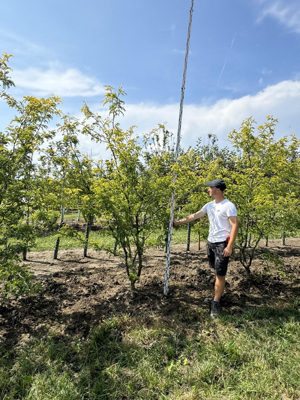 Gleditsia triacanthos 'Sunburst'