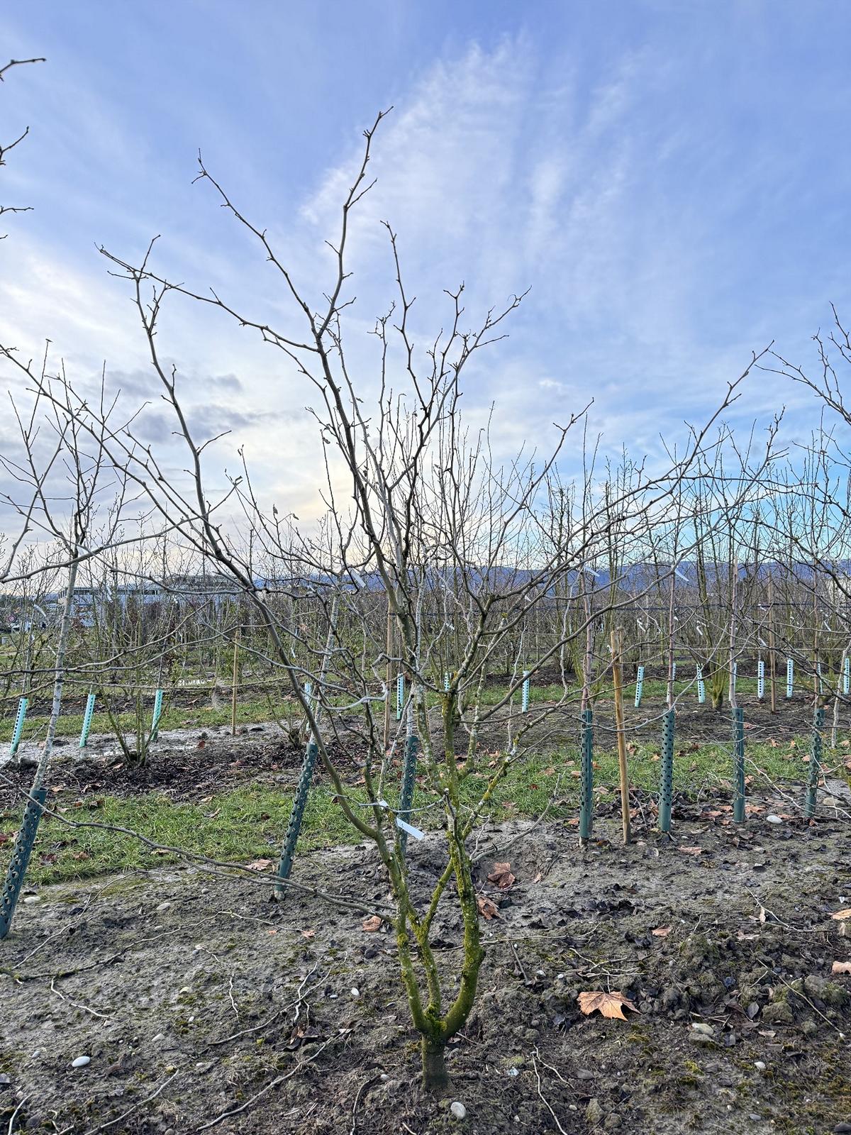 Gleditsia triacanthos 'Sunburst'