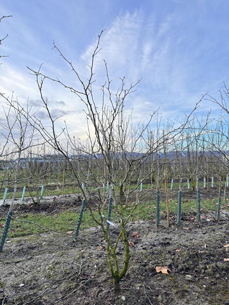 Gleditsia triacanthos 'Sunburst'