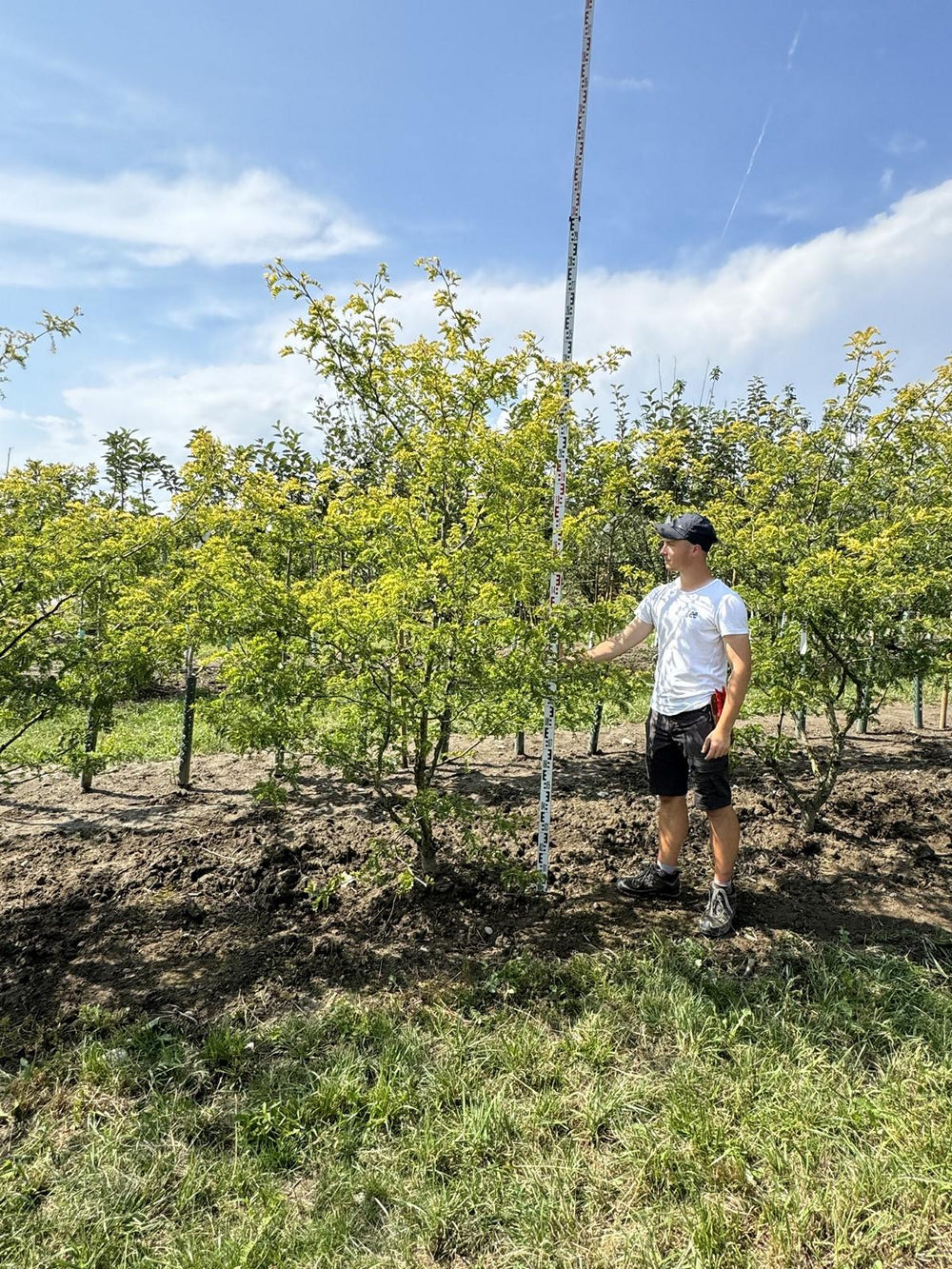 Gleditsia triacanthos 'Sunburst'