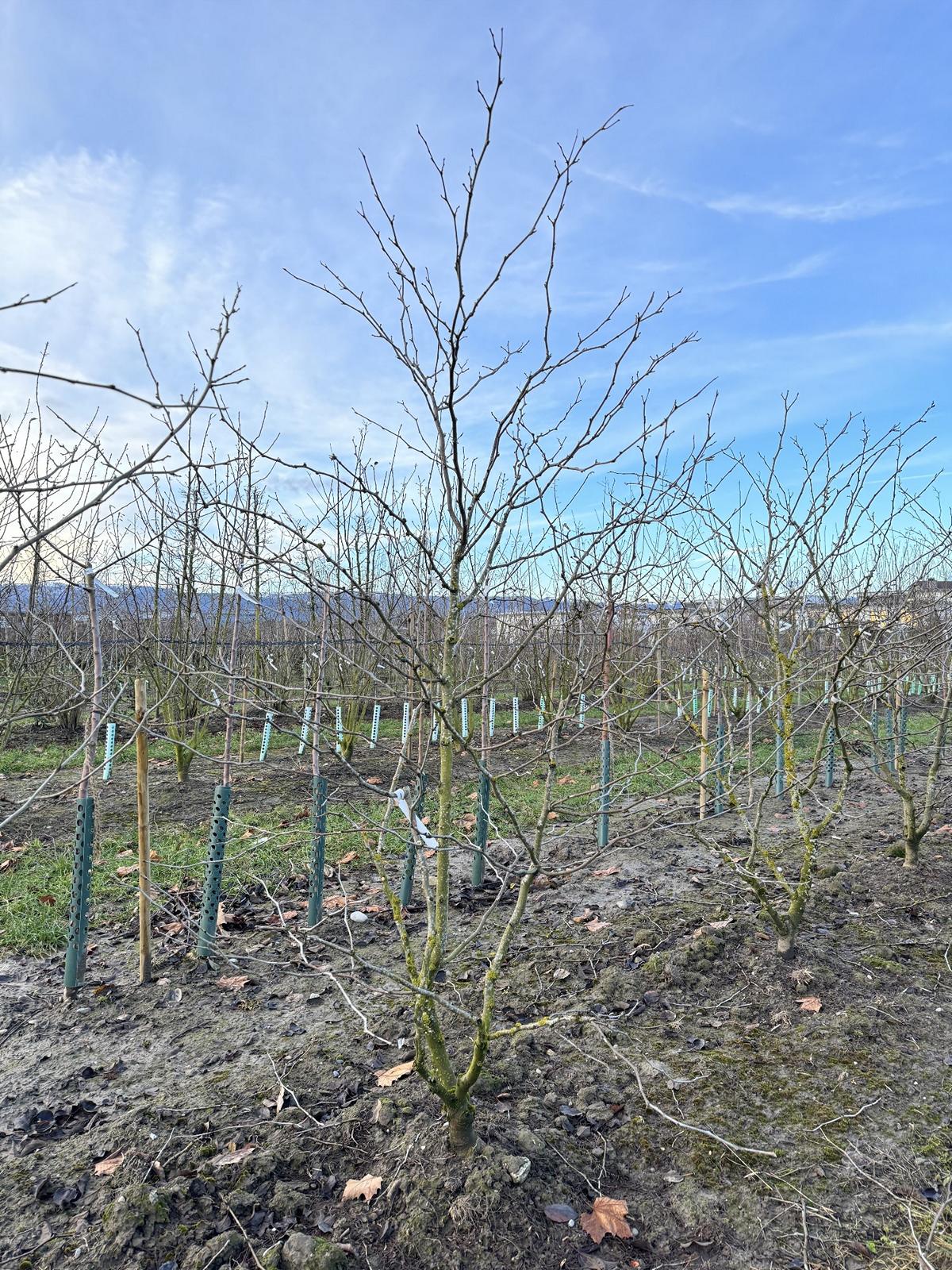 Gleditsia triacanthos 'Sunburst'