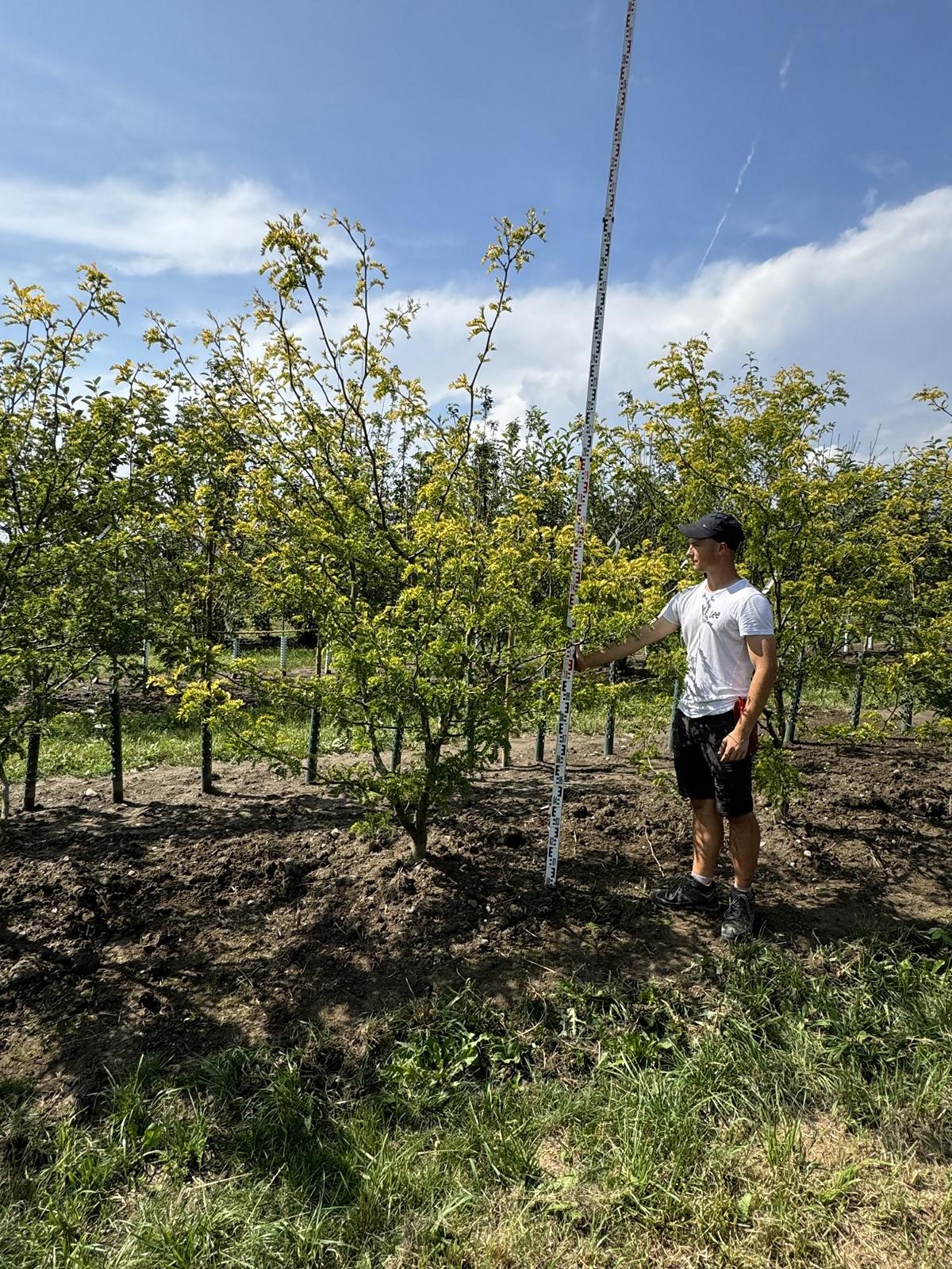 Gleditsia triacanthos 'Sunburst'