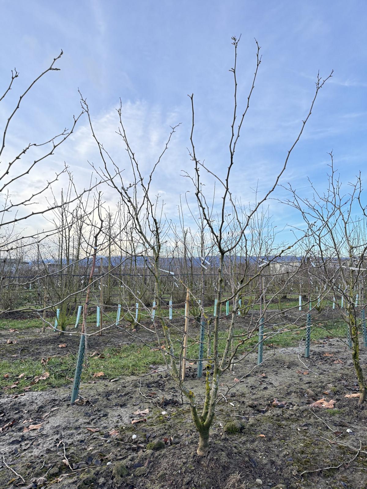 Gleditsia triacanthos 'Sunburst'