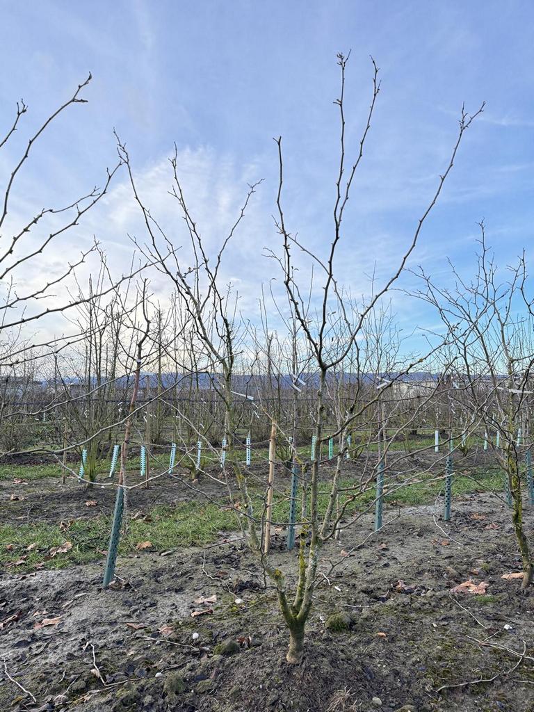 Gleditsia triacanthos 'Sunburst'