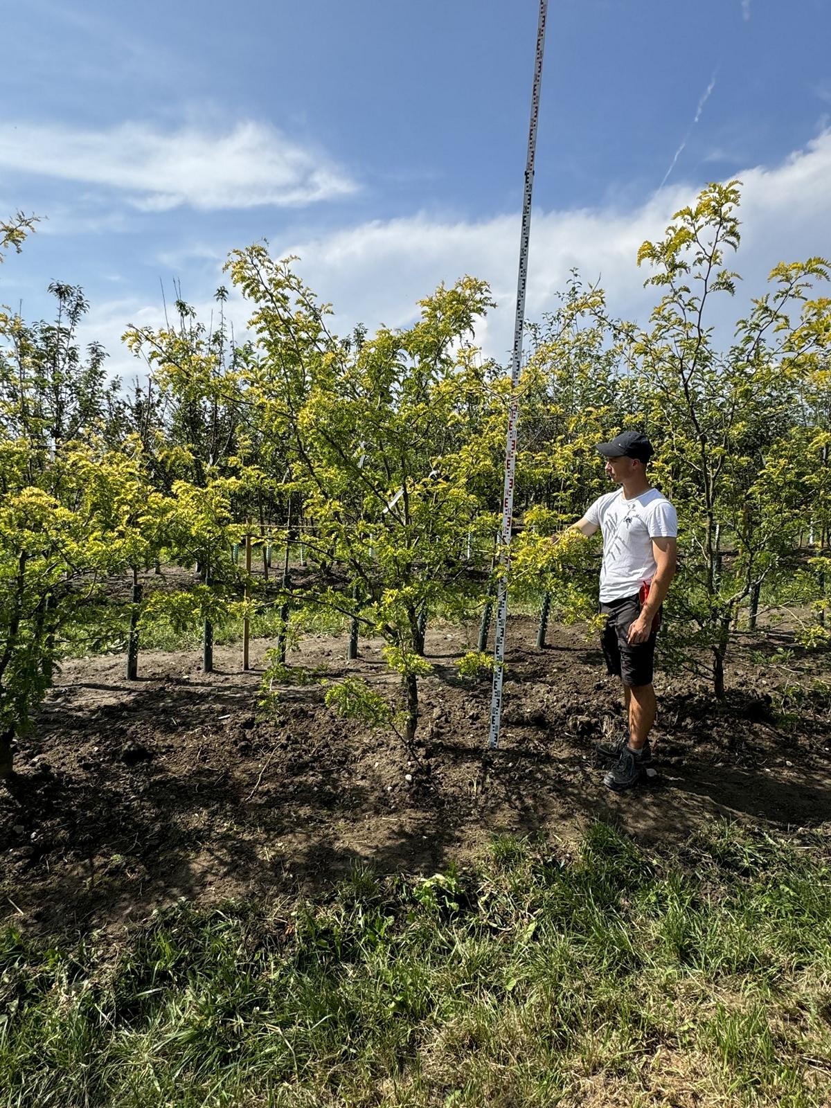 Gleditsia triacanthos 'Sunburst'