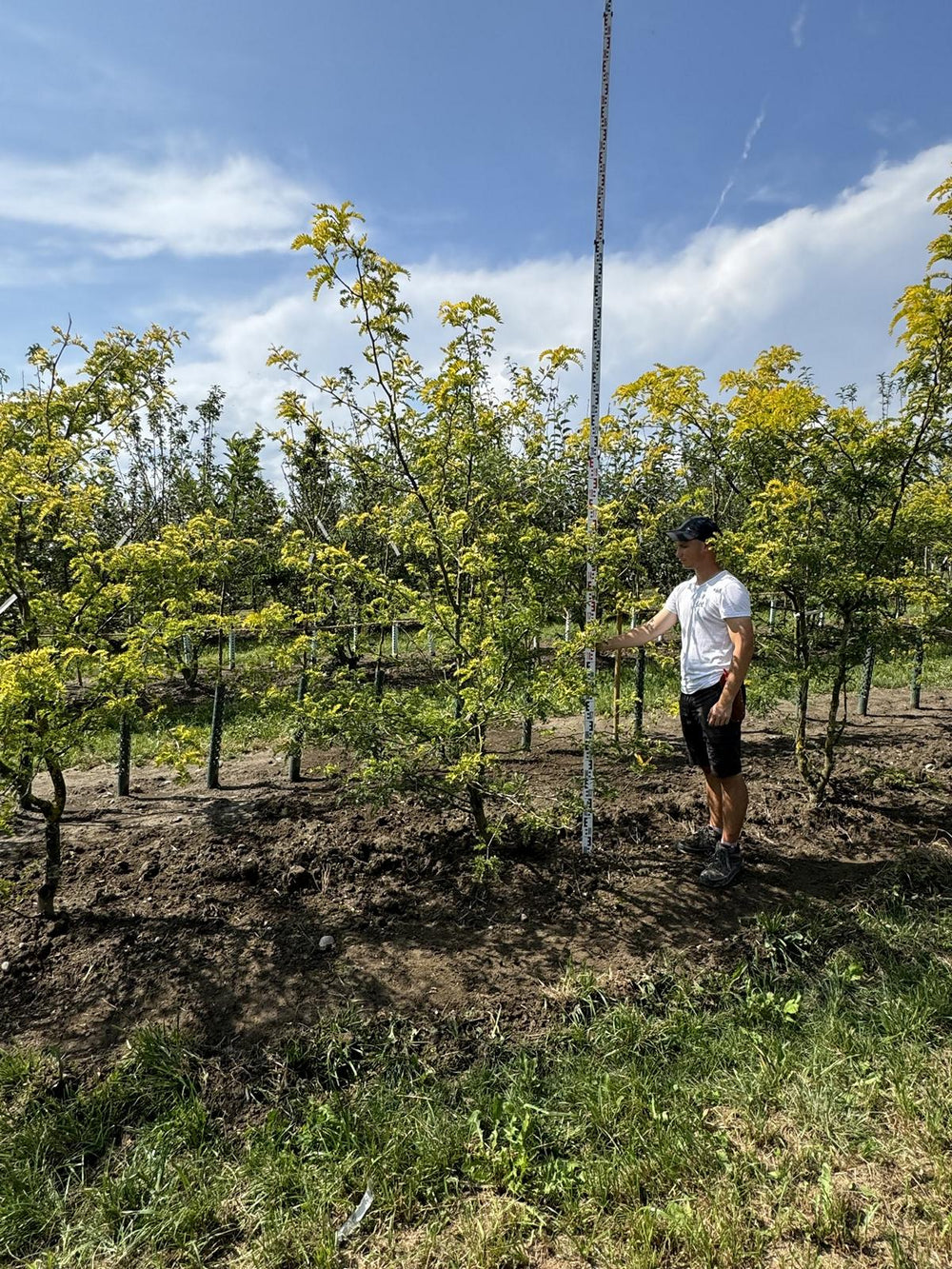 Gleditsia triacanthos 'Sunburst'