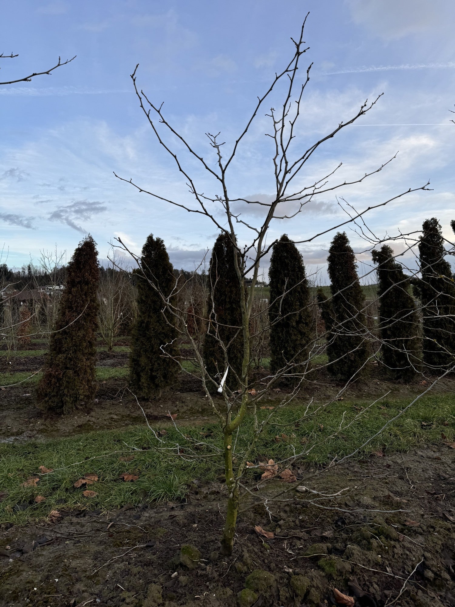 Gleditsia triacanthos 'Sunburst'