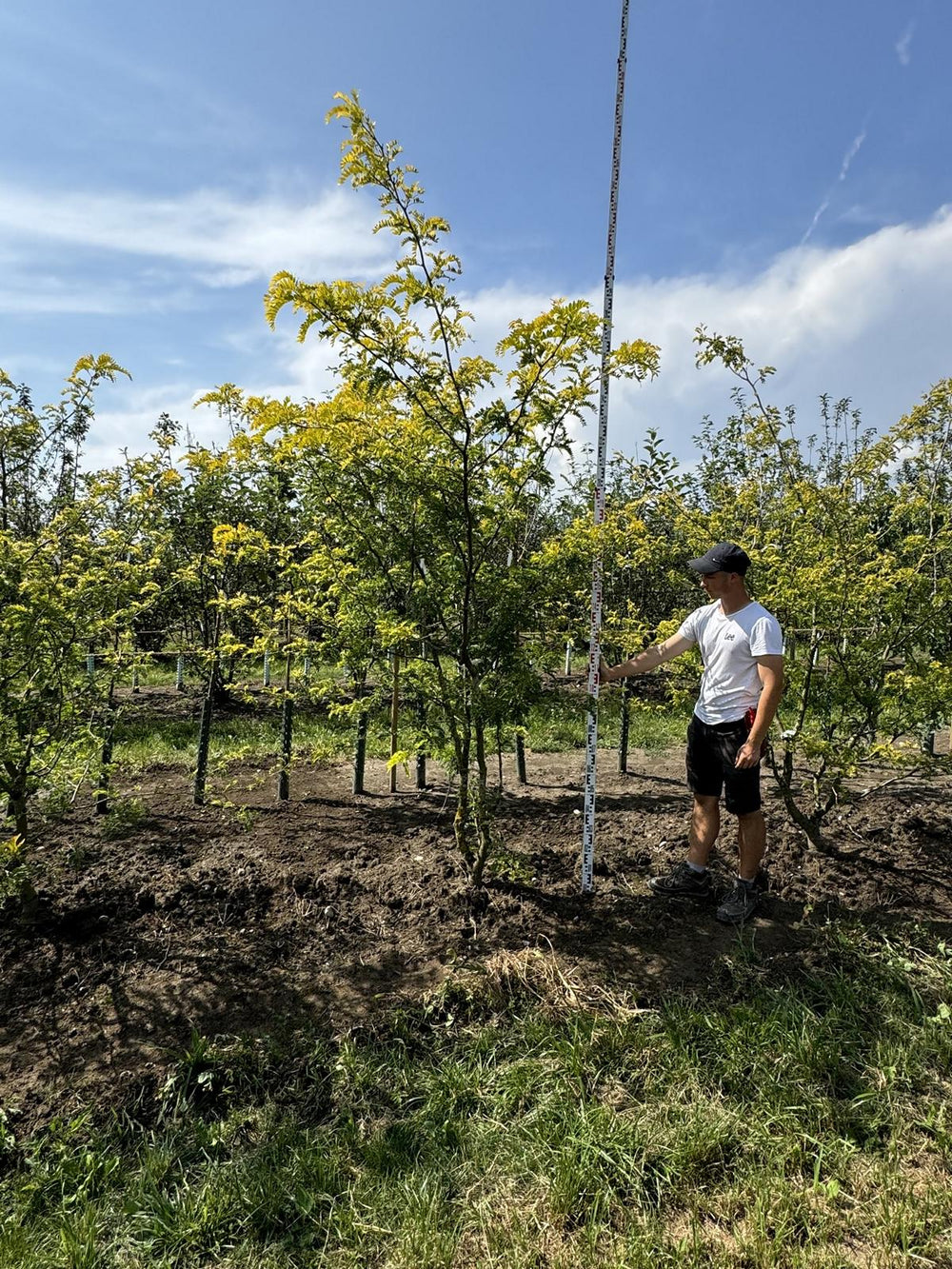 Gleditsia triacanthos 'Sunburst'