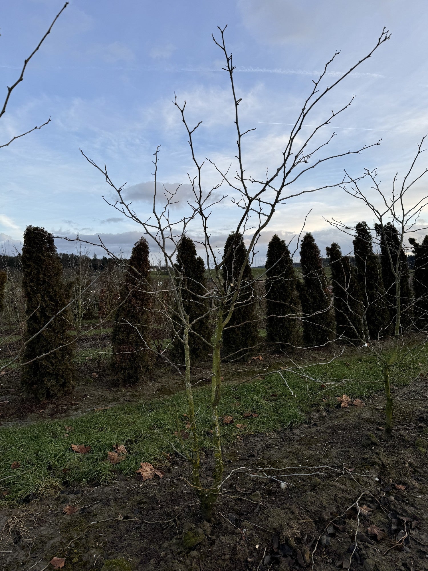 Gleditsia triacanthos 'Sunburst'