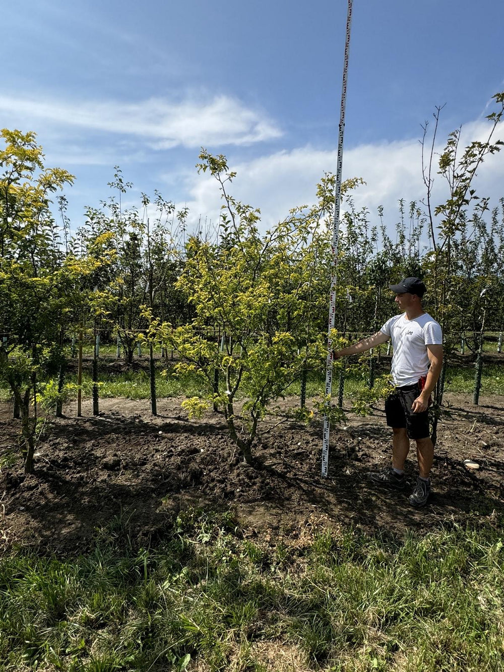 Gleditsia triacanthos 'Sunburst'