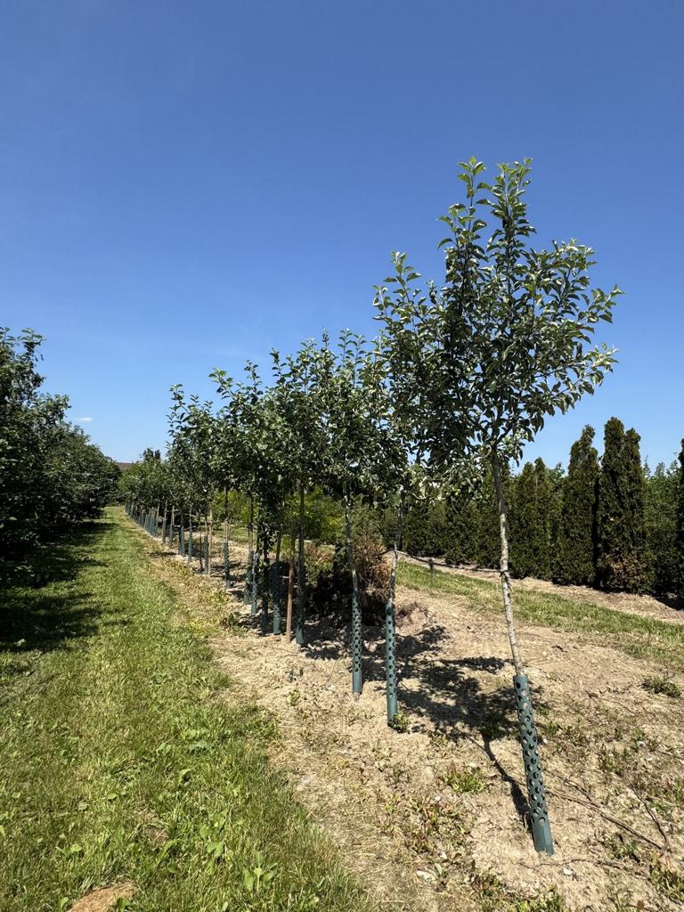 Malus domestica 'Primerouge'
