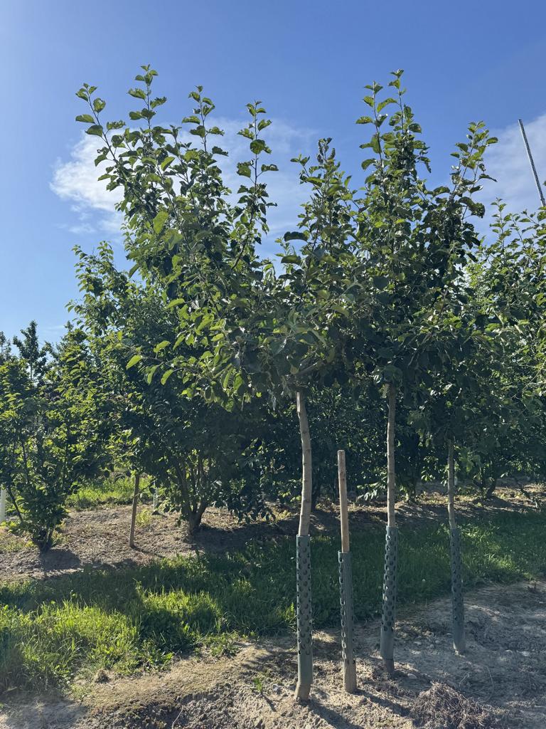 Malus domestica 'Schöner von Boskoop'