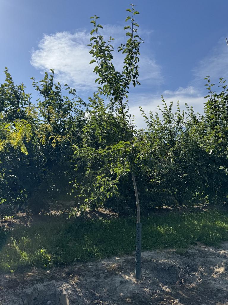 Malus domestica 'Jonagold'