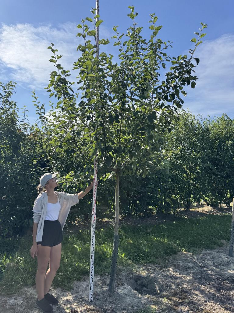 Malus domestica 'Boskoop' Schmitz-Hübsch