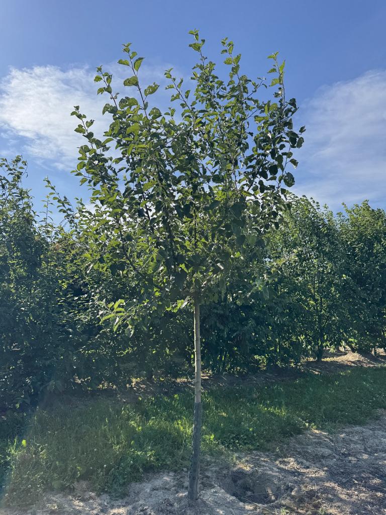 Malus domestica 'Boskoop' Schmitz-Hübsch