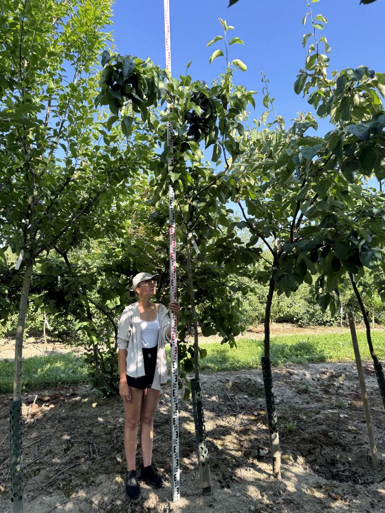 Pyrus pyrifolia 'Chojuro'