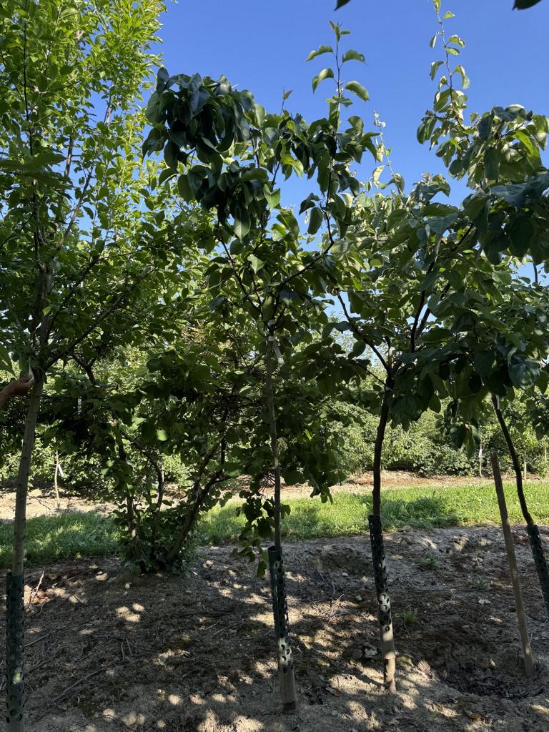 Pyrus pyrifolia 'Chojuro'