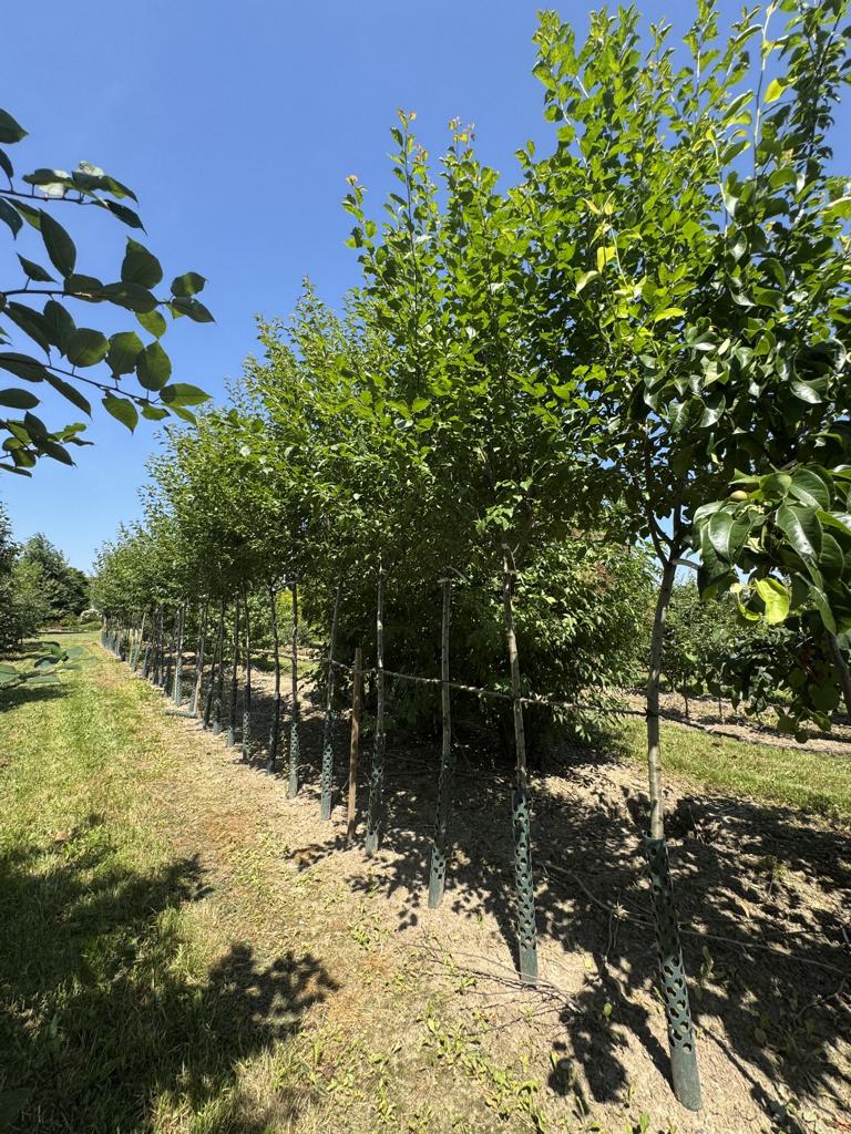Prunus domestica 'Basler Hauszwetschge'
