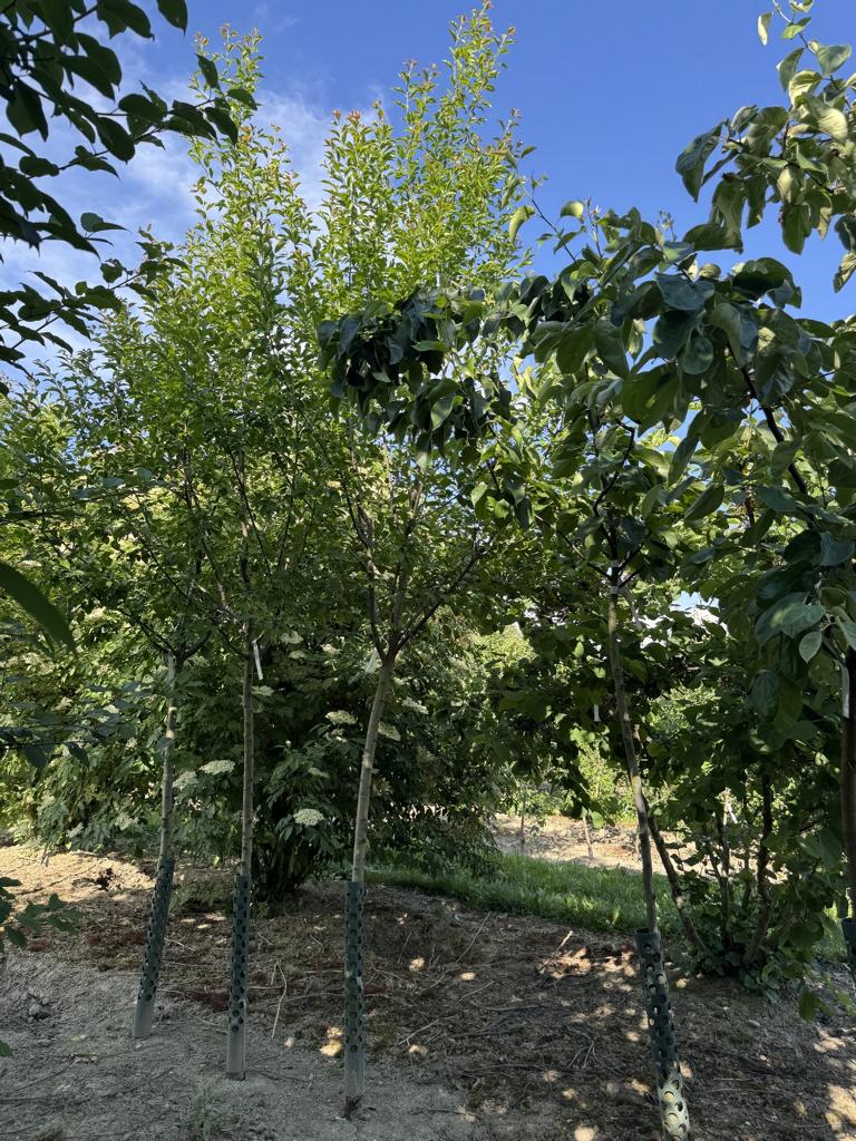Prunus domestica 'Basler Hauszwetschge'