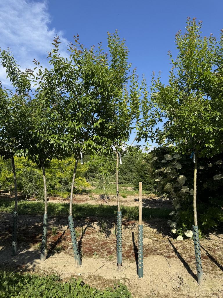 Prunus domestica 'Fellenberg'
