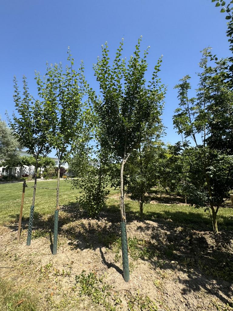 Prunus domestica 'Bérudge'