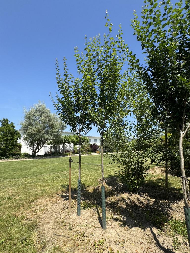 Prunus domestica 'Ersinger Frühzwetschge'