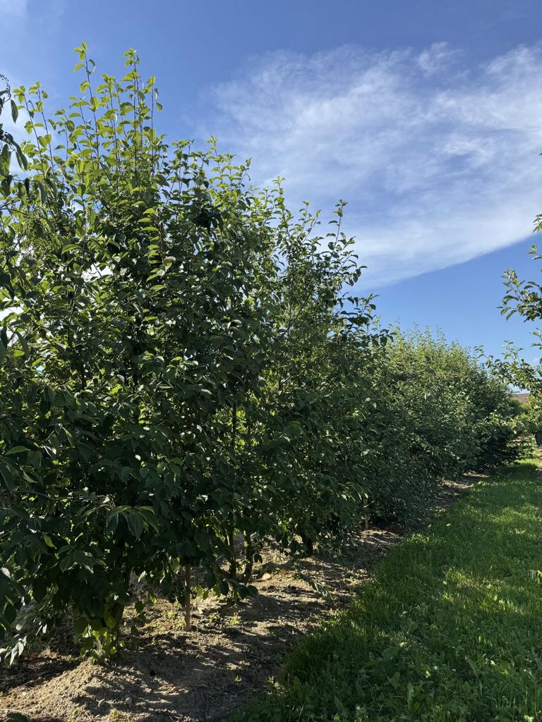 Prunus padus