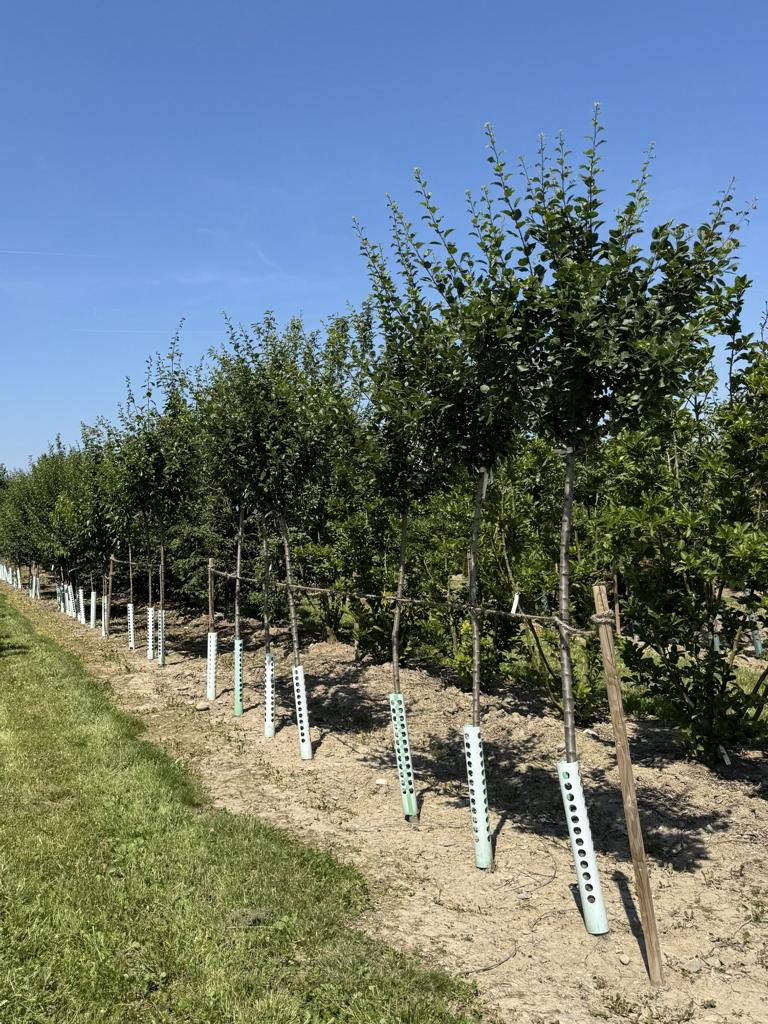 Prunus domestica 'Damassine'