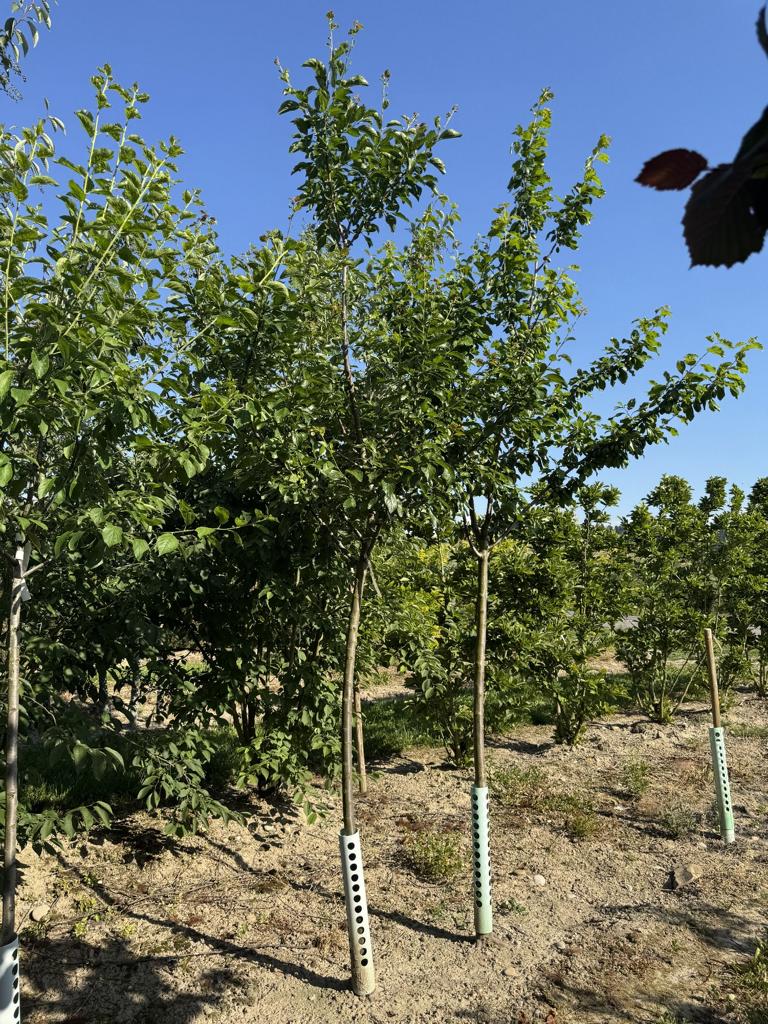 Prunus domestica 'Grosse Grüne Reine Claude'