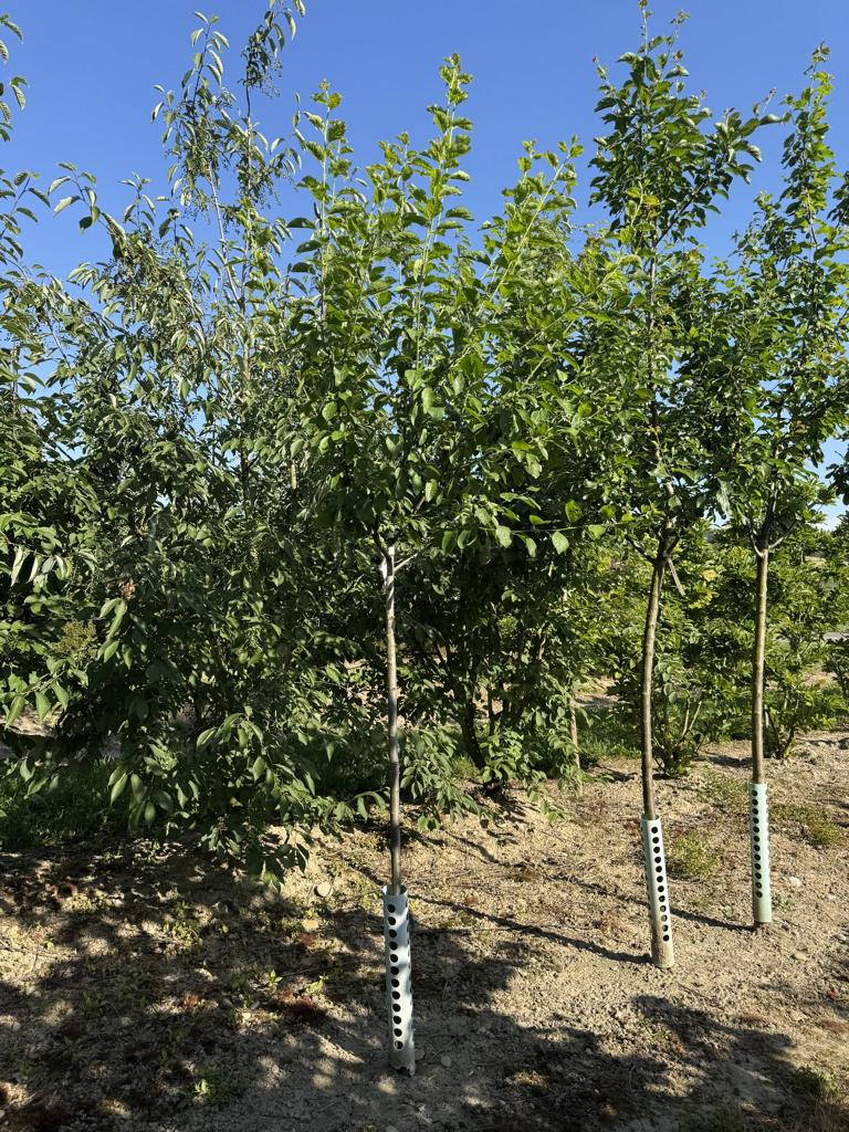 Prunus domestica 'Cacaks Schöne'