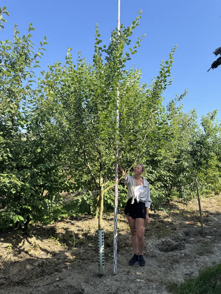 Prunus domestica 'Damassine'