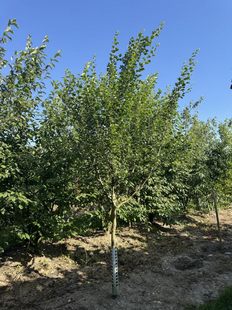 Prunus domestica 'Damassine'