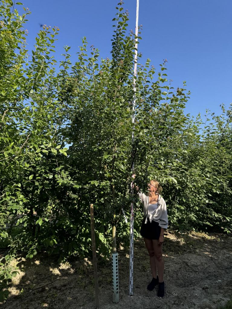 Prunus domestica 'Bühler Frühzwetschge'