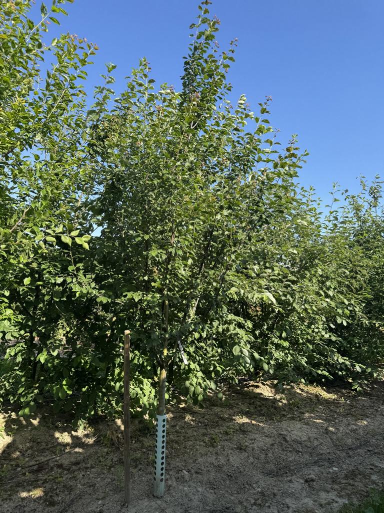 Prunus domestica 'Bühler Frühzwetschge'