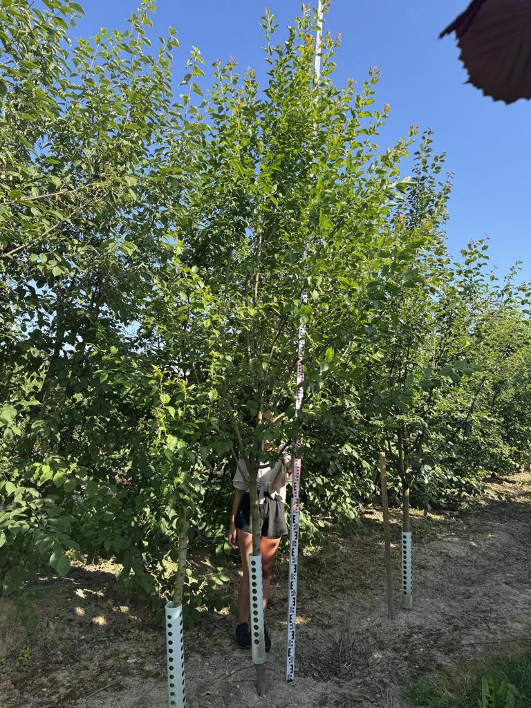 Prunus domestica 'Basler Hauszwetschge'