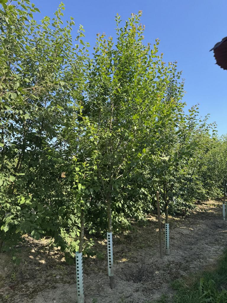 Prunus domestica 'Basler Hauszwetschge'