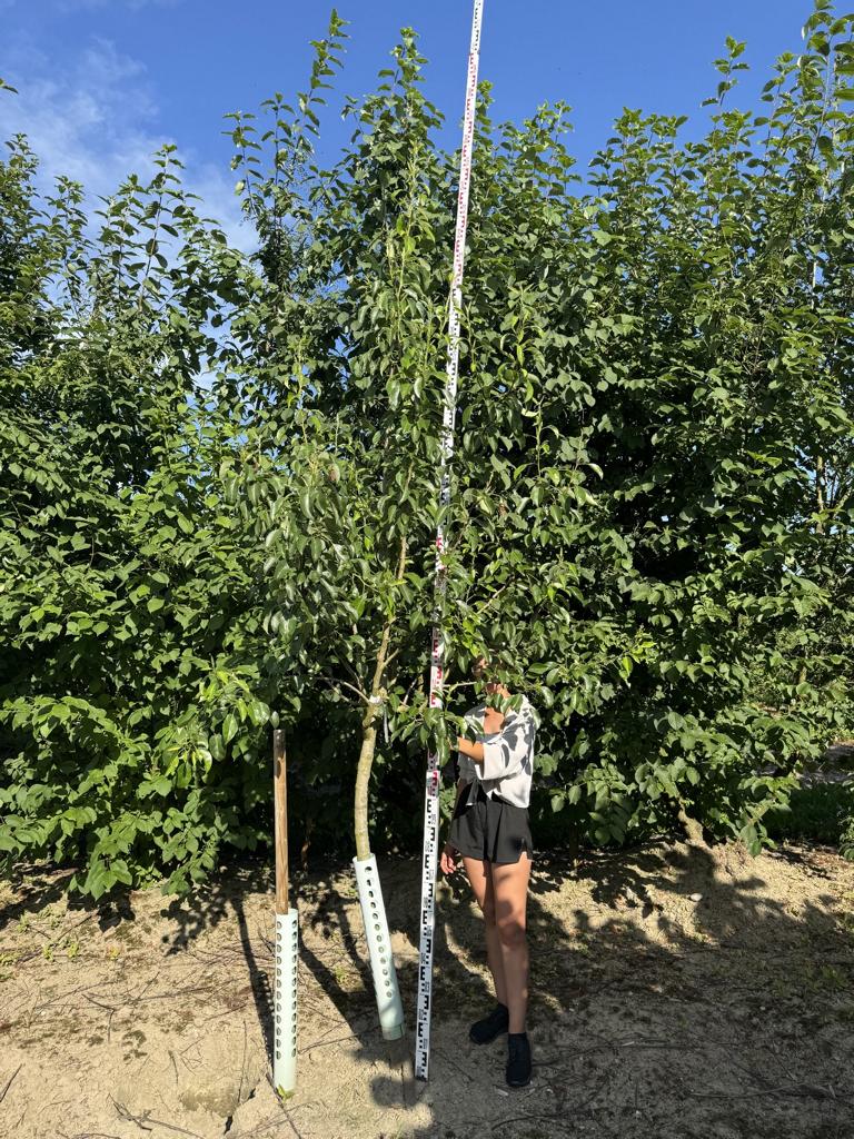 Pyrus communis 'Clapp's Liebling'