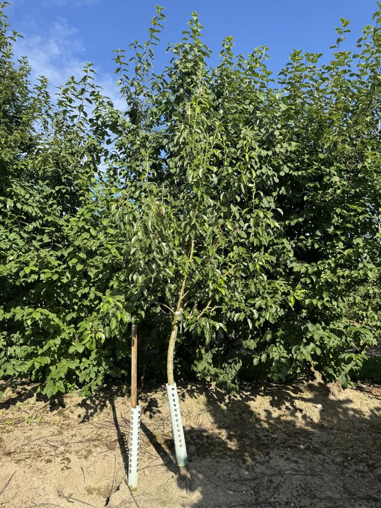 Pyrus communis 'Clapp's Liebling'