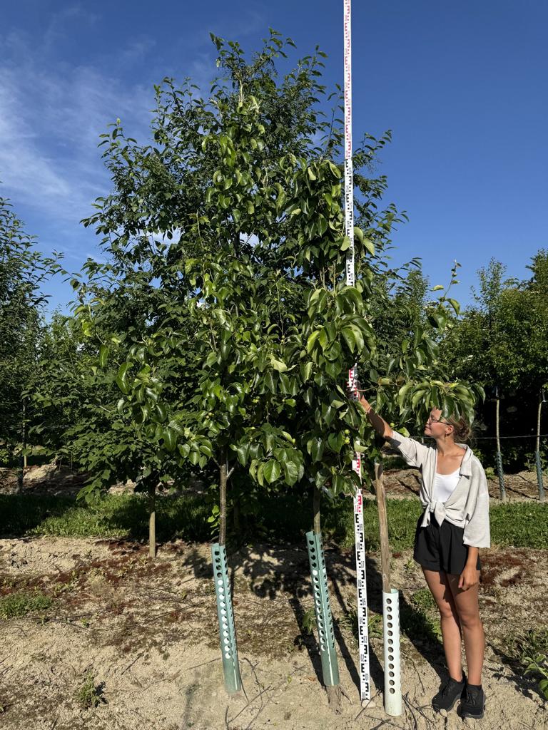 Pyrus pyrifolia 'Chojuro'