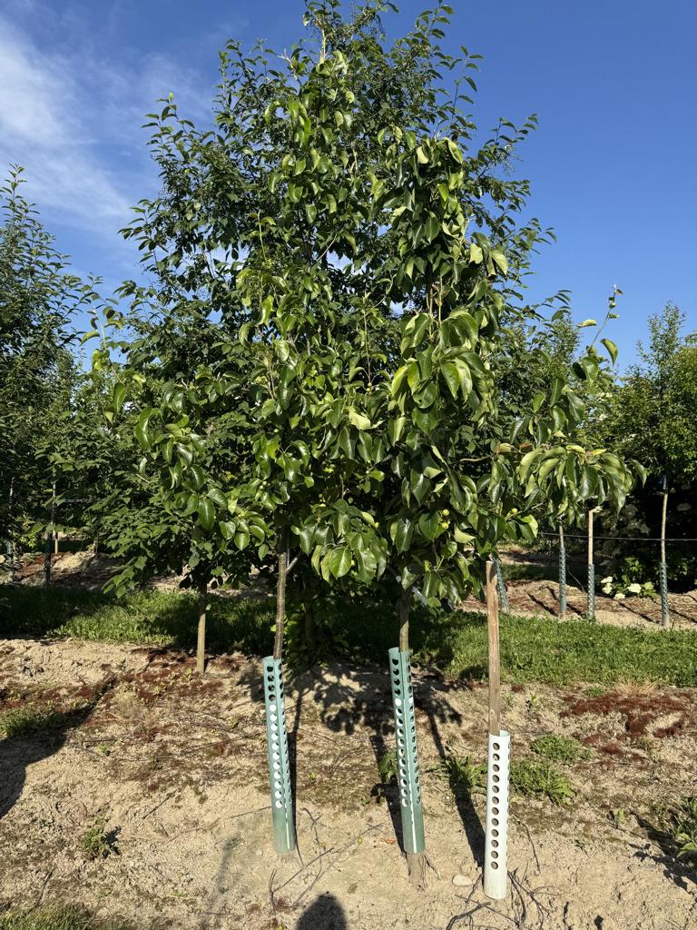 Pyrus pyrifolia 'Chojuro'