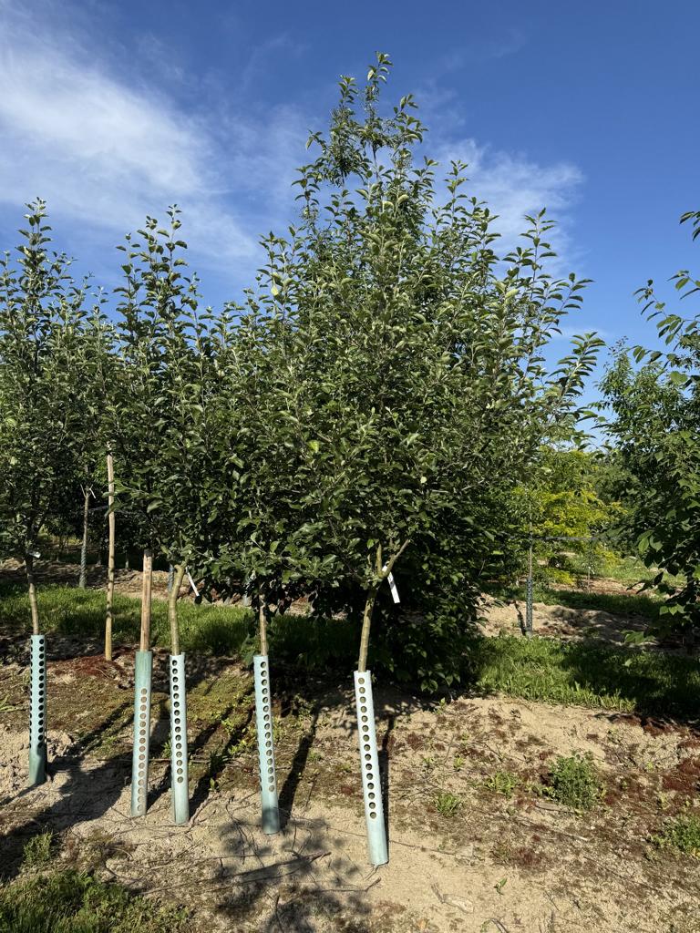 Malus domestica 'Berner Rosen'
