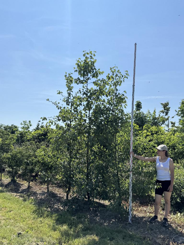 Alnus viridis