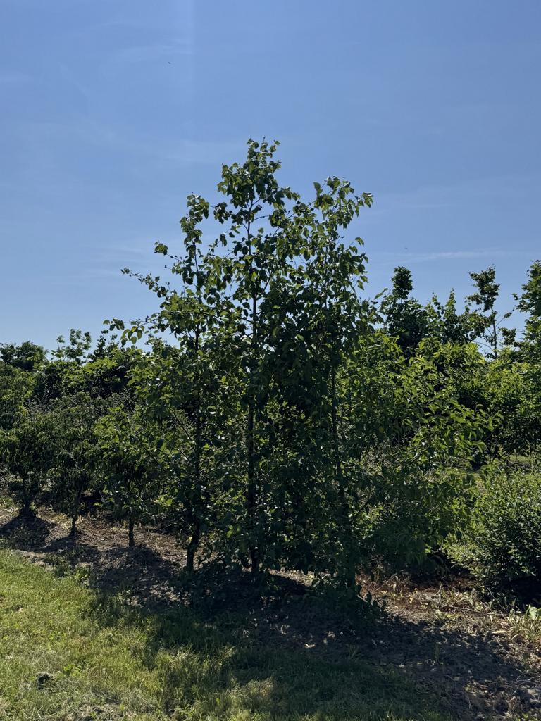 Alnus viridis