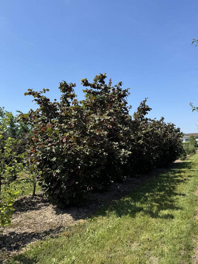 Corylus maxima 'Purpurea'