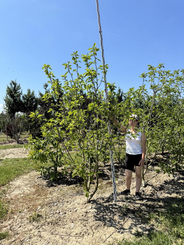 Magnolia brooklynensis (x) 'Yellow River'