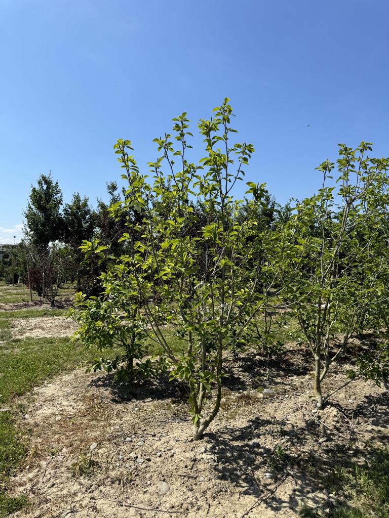Magnolia brooklynensis (x) 'Yellow River'