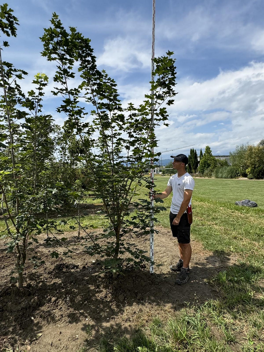 Acer platanoides