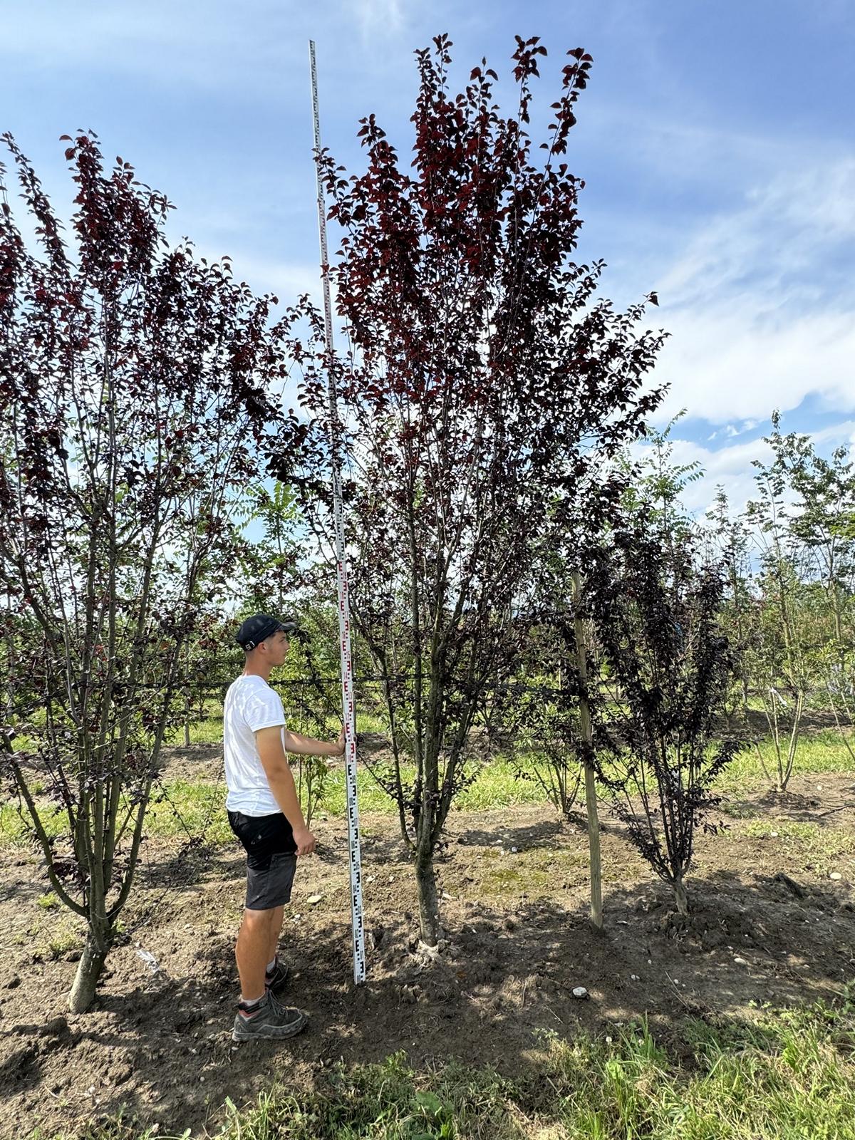 Prunus cerasifera 'Woodii'